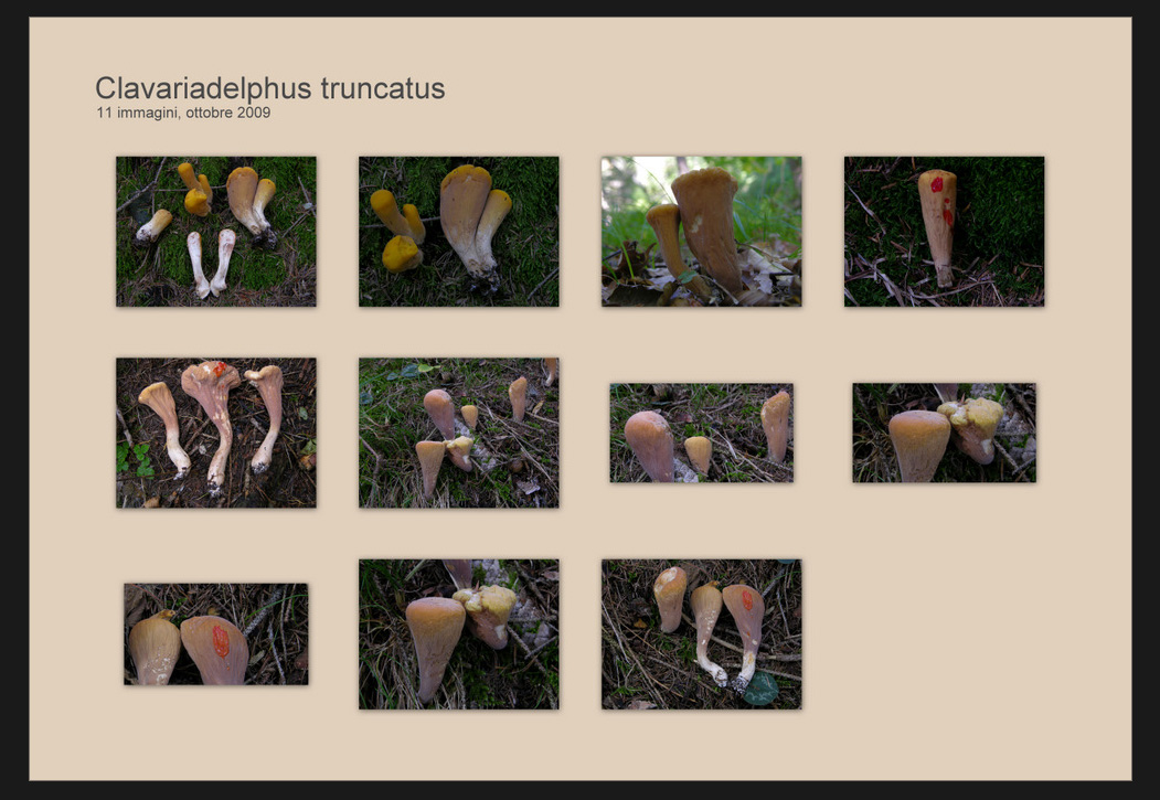 Clavariadelphus truncatus(Qu�let) Donk